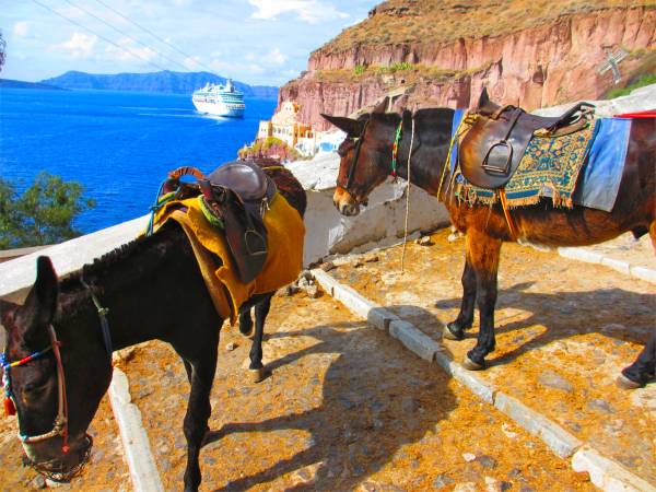 Modes of transportation in Santorini, Greece: donkeys and a cruise ship